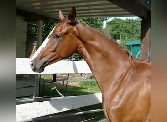 Oldenburger, Merrie, 1 Jaar, 168 cm, Donkere-vos
