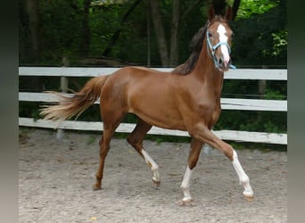 Oldenburger, Merrie, 1 Jaar, 168 cm, Donkere-vos