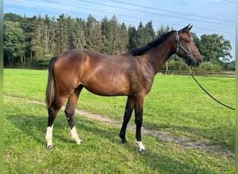 Oldenburger, Merrie, 1 Jaar, 170 cm, Bruin