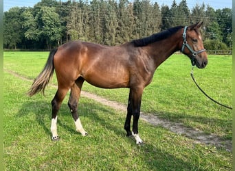 Oldenburger, Merrie, 1 Jaar, 170 cm, Bruin