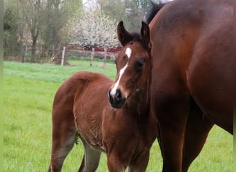 Oldenburger, Merrie, 1 Jaar, 170 cm, Donkerbruin