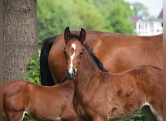Oldenburger, Merrie, 1 Jaar, 170 cm, Donkerbruin