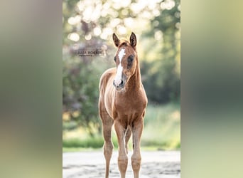 Oldenburger, Merrie, 1 Jaar, 170 cm