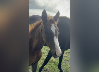 Oldenburger, Merrie, 1 Jaar, 170 cm