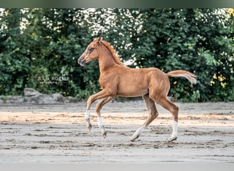 Oldenburger, Merrie, 1 Jaar, 170 cm