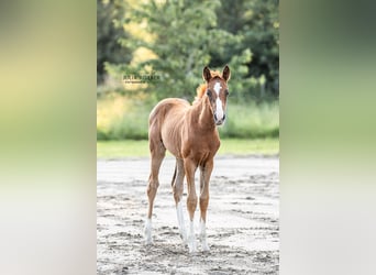 Oldenburger, Merrie, 1 Jaar, 170 cm