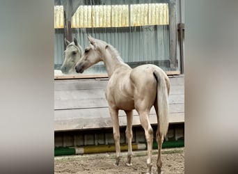 Oldenburger, Merrie, 1 Jaar, 170 cm, Palomino