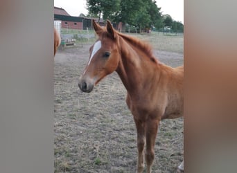 Oldenburger, Merrie, 1 Jaar, 170 cm, Vos