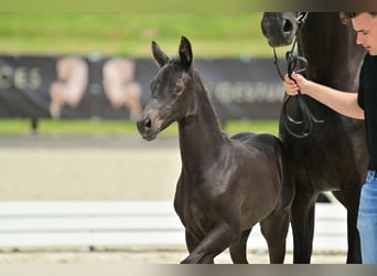 Oldenburger, Merrie, 1 Jaar, 170 cm, Zwartbruin