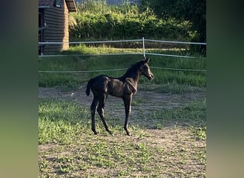 Oldenburger, Merrie, 1 Jaar, 170 cm, Zwartbruin