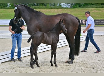 Oldenburger, Merrie, 1 Jaar, 170 cm, Zwartbruin