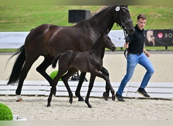 Oldenburger, Merrie, 1 Jaar, 170 cm, Zwartbruin