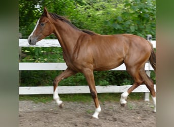 Oldenburger, Merrie, 1 Jaar, 172 cm, Donkere-vos