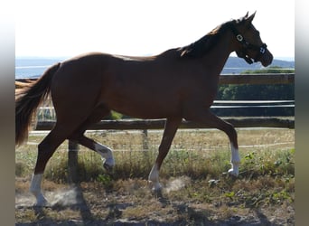 Oldenburger, Merrie, 1 Jaar, 172 cm, Donkere-vos