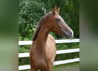 Oldenburger, Merrie, 1 Jaar, 172 cm, Donkere-vos