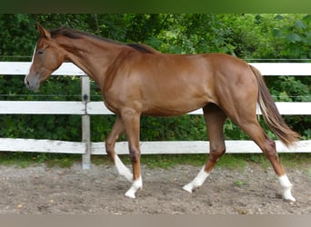 Oldenburger, Merrie, 1 Jaar, 172 cm, Donkere-vos