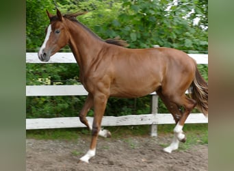 Oldenburger, Merrie, 1 Jaar, 172 cm, Donkere-vos