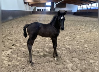 Oldenburger, Merrie, 1 Jaar, 173 cm, Zwart