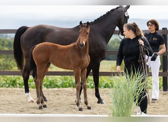 Oldenburger, Merrie, 1 Jaar, Bruin