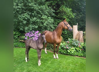 Oldenburger, Merrie, 1 Jaar, Bruin