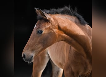 Oldenburger, Merrie, 1 Jaar, Bruin