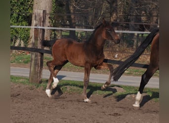 Oldenburger, Merrie, 1 Jaar, Donkerbruin