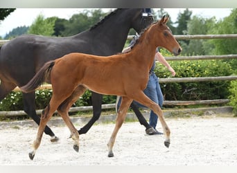 Oldenburger, Merrie, 1 Jaar, Donkerbruin