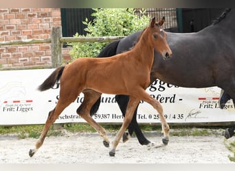 Oldenburger, Merrie, 1 Jaar, Donkerbruin