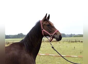 Oldenburger, Merrie, 1 Jaar, Donkerbruin