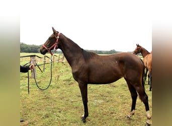 Oldenburger, Merrie, 1 Jaar, Donkerbruin