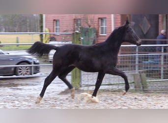 Oldenburger, Merrie, 1 Jaar, Donkerbruin