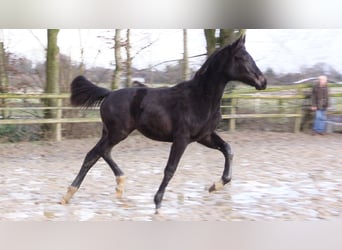 Oldenburger, Merrie, 1 Jaar, Donkerbruin