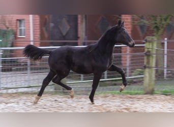 Oldenburger, Merrie, 1 Jaar, Donkerbruin