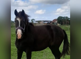 Oldenburger, Merrie, 1 Jaar, Donkerbruin