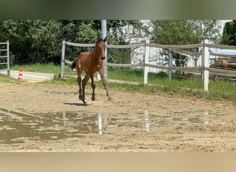 Oldenburger, Merrie, 1 Jaar, Donkerbruin