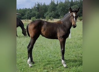 Oldenburger, Merrie, 1 Jaar, Donkerbruin