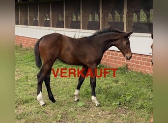 Oldenburger, Merrie, 1 Jaar, Donkerbruin