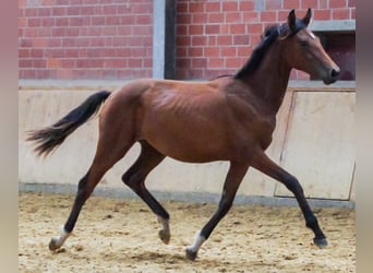 Oldenburger, Merrie, 1 Jaar