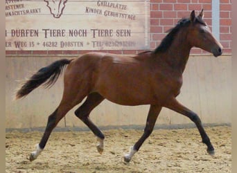 Oldenburger, Merrie, 1 Jaar