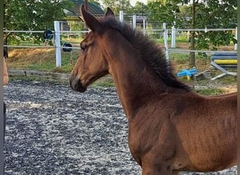 Oldenburger, Merrie, 1 Jaar