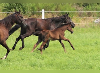 Oldenburger, Merrie, 1 Jaar