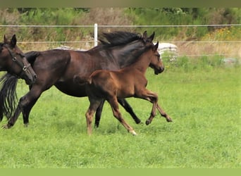 Oldenburger, Merrie, 1 Jaar