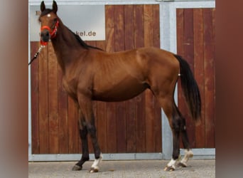 Oldenburger, Merrie, 1 Jaar