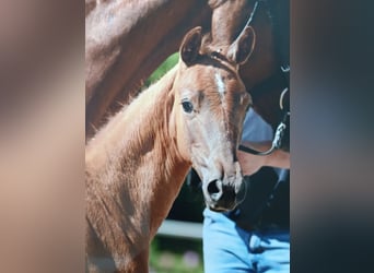 Oldenburger, Merrie, 1 Jaar, kan schimmel zijn