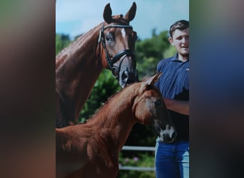 Oldenburger, Merrie, 1 Jaar, kan schimmel zijn