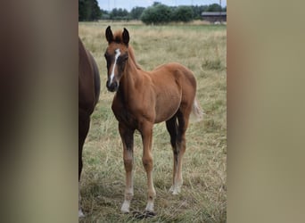 Oldenburger, Merrie, 1 Jaar, Vos