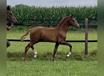 Oldenburger, Merrie, 1 Jaar, Vos