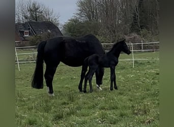 Oldenburger, Merrie, 1 Jaar, Zwart