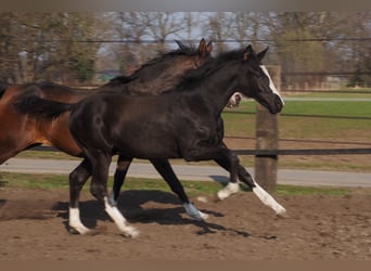 Oldenburger, Merrie, 1 Jaar, Zwart