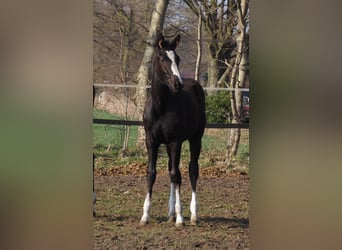 Oldenburger, Merrie, 1 Jaar, Zwart